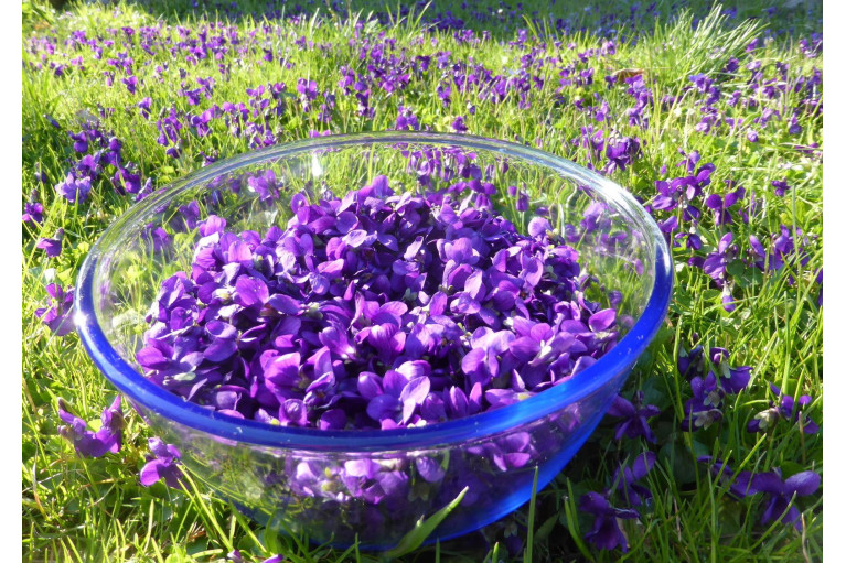 Violet syrup 25cl - Delicatessen | La maison de la violette